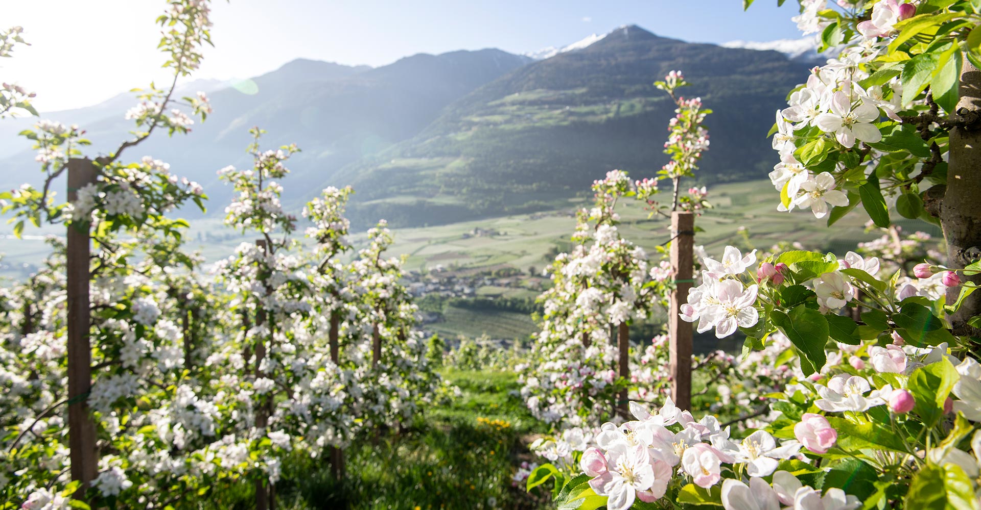 Der Frühling ist da. Bleib 4 Zahl 3 Frühling in Sterzing